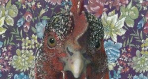 Art Show, Gallus Domesticus – We are the keepers