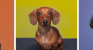 Let OPUS Hotel Vancouver Pamper Your Pooch with In-room Massages and Pet Portraits