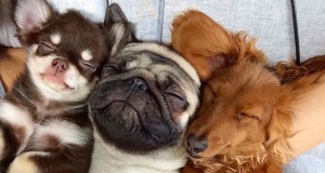 Fundraising for Our Furry Friends