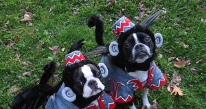 Halloween Costumes for your Furry Friends
