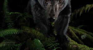 Wildlife Photographer of the Year 2015 opens at the Royal BC Museum Wildlife Photographer of the Year 2015 1a