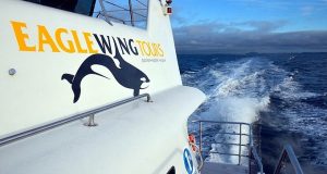 3rd Annual Whale Researcher Tour – Eagle Wing Whale & Wildlife Tours whale watching victoria bc