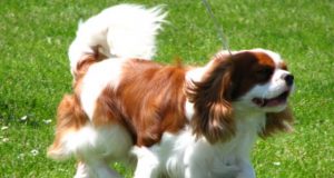 The Delta Ocean Pointe Resort & Spa Presents: The 7th Annual Best in Show Dog Show for Mutts