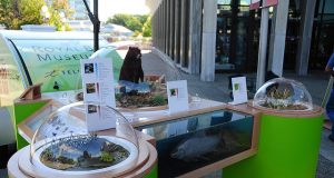 On the road again – Royal BC Museum travelling exhibition is back for a second summer