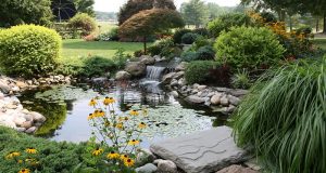 Ways to Make Maintaining Your Pond Easier