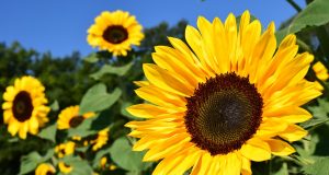 Summer is Just Starting to Bloom at the Chilliwack Sunflower Festival