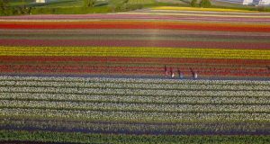 Chilliwack Tulip Festival blooms again for its 13th year!