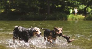 5 Tips to Reduce Your Pet’s Environmental Pawprint