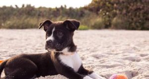 Pandemic Puppies: Preparing Them for Post-Quarantine Life Pandemic Puppies