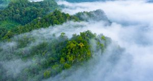 The VELUX Group commits to become Lifetime Carbon Neutral in partnership with WWF become carbon neutral