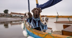 New Harbour Drying Coat for Dogs drying towels for dogs