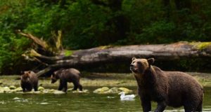 Life’s Swell in the Great Bear Rainforest bears in the Great Bear Rainforest