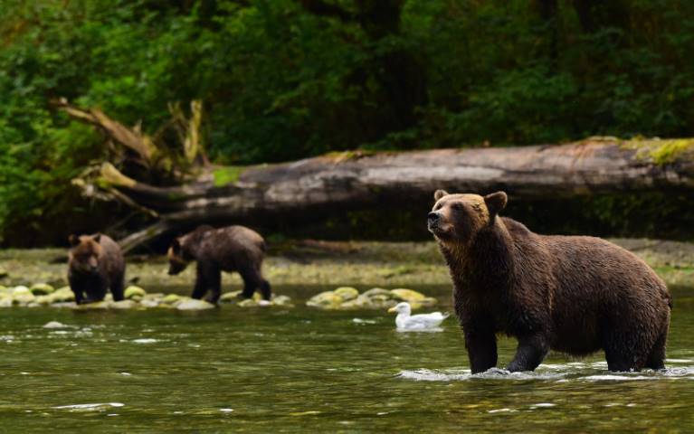 bears in the Great Bear Rainforest