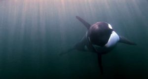 Award-Winning Orca Documentary Saving Luna Coming to IMAX® Victoria Saving Luna