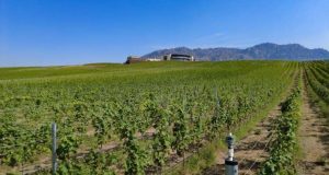 Phantom Creek Estates Announces 25th Anniversary (Okanagan Valley, BC) Phantom Creek Vineyard