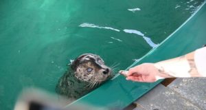 Vancouver Aquarium Welcomes Newest Residents, Rescued Harbour Seals