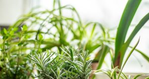 Grow a Bartender’s Garden with the 2023 Garden Guide