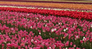 The Chilliwack Tulip Festival Returns