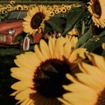 Harrison Sunflower Festival-01 (Small)