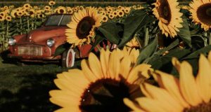 Annual Sunflower Festival has a new home this season near Harrison Hot Springs, BC