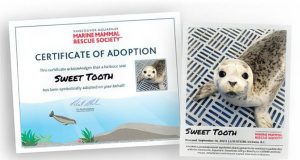 Rescue Society Launches Contest to Attend Harbour Seal Release