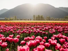 Botanica Tulip Festival opens this week with sustainable initiatives at the forefront