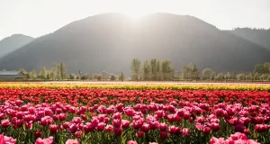 Botanica Tulip Festival opens this week with sustainable initiatives at the forefront