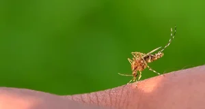 Embrace the Great Outdoors: How Sarna Bug Bite Patches Can Make Your Spring and Summer Adventures Worry-Free