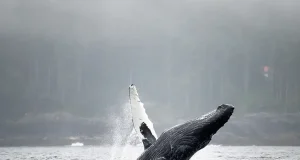 Indigenous Water-Based Activities Across BC