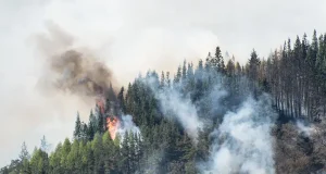 Smartmi is donating 10% to wildfire relief efforts