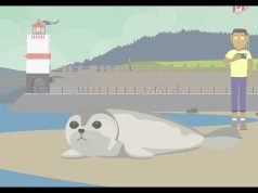 Be Seal Smart This Summer: What to Do If You See a Seal on the Beach
