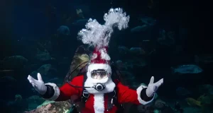 Vancouver Aquarium Announces The Return of Scuba Claus for Holiday Splash 2025