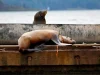 Steller sea lion rescued from life-threatening entanglement in Cowichan Bay, B.C.