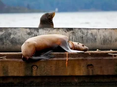Steller sea lion rescued from life-threatening entanglement in Cowichan Bay, B.C.