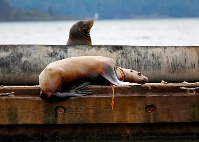 Sea Lion Pre Rescue copy
