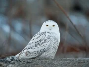 BC Bird Trail’s “Big Year” Challenge