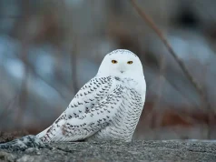 BC Bird Trail’s “Big Year” Challenge