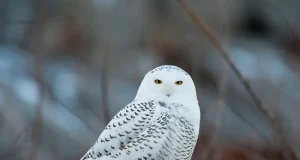 BC Bird Trail’s “Big Year” Challenge