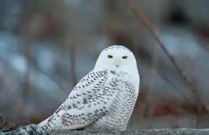 BC Bird Trail’s “Big Year” Challenge