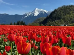 Harrison Tulip Festival Opens April 10