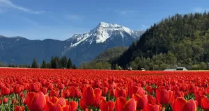 Harrison Tulip Festival Opens April 10