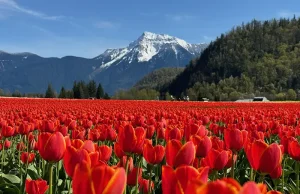 Harrison Tulip Festival Opens April 10