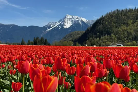 Harrison Tulip Festival Opens April 10
