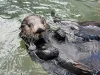 Vancouver Aquarium Transfers Four Rescued Sea Otters to Aquarium du Québec to Expand Care Capacity