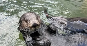 Vancouver Aquarium Transfers Four Rescued Sea Otters to Aquarium du Québec to Expand Care Capacity
