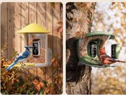 An Extravagant Nature Escape at Home: Transforming Your Own Backyard into a Personal Bird Sanctuary